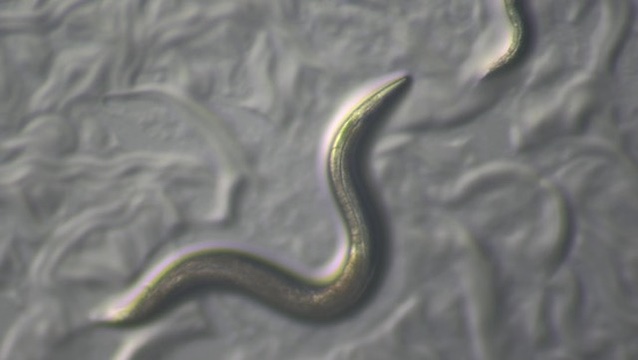 実体顕微鏡を購入