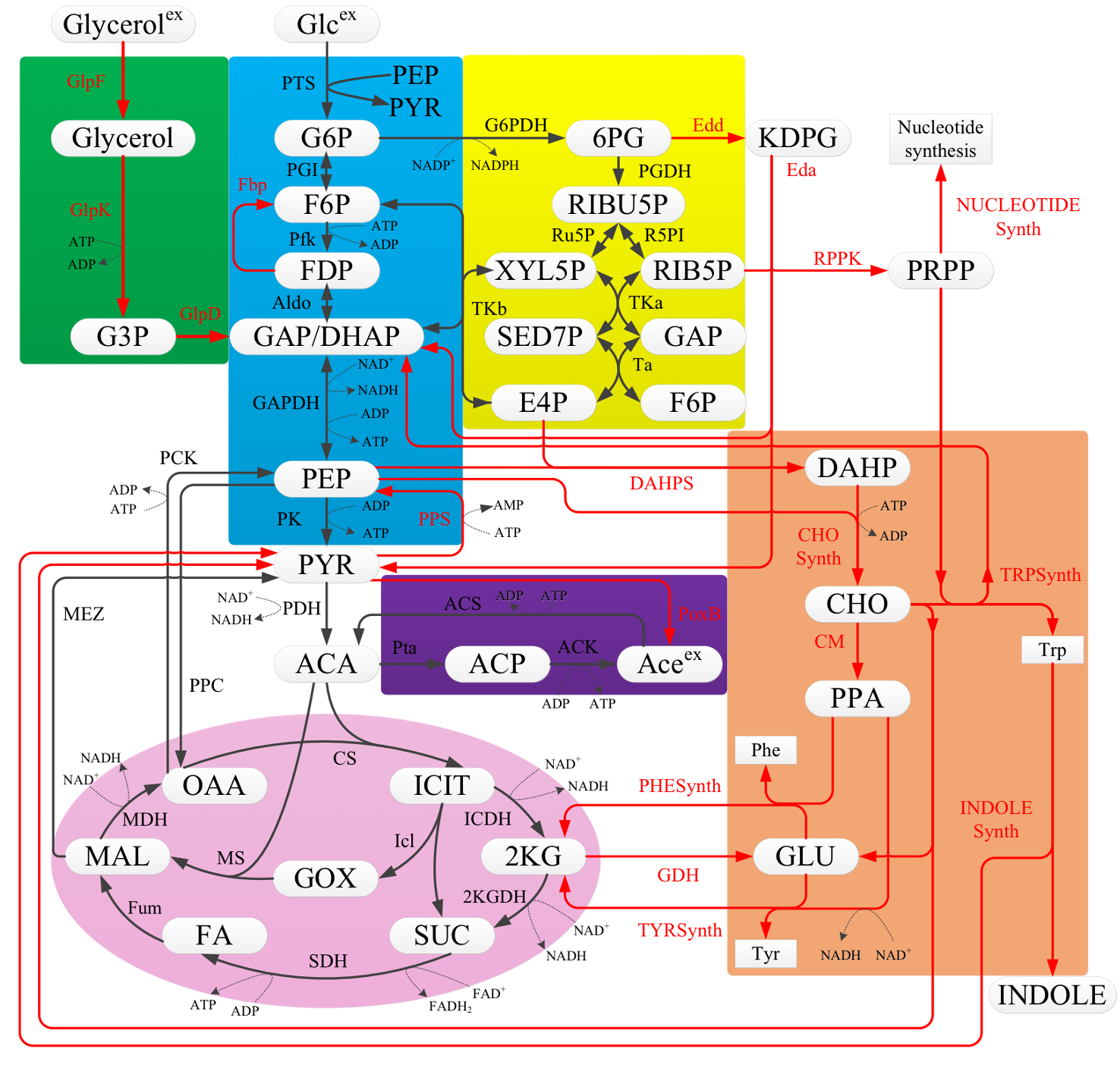 代謝ネットワークと時系列データの対応